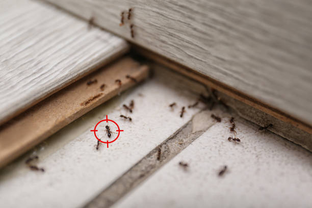 Best Mosquito Control Services  in Waycross, GA
