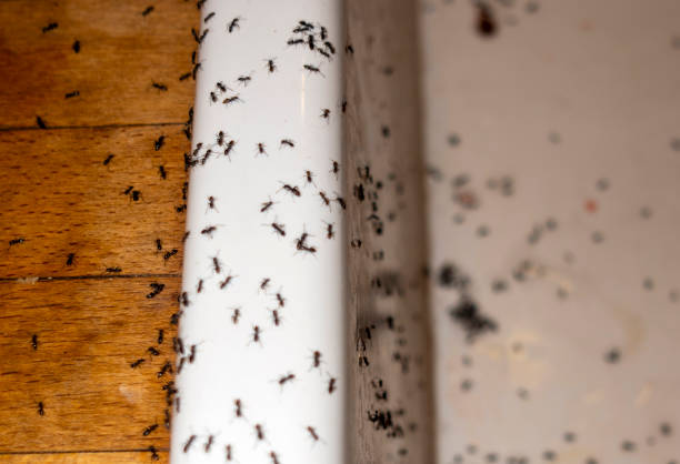 Best Residential Pest Control  in Waycross, GA